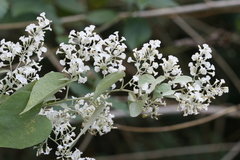 Porana paniculata
